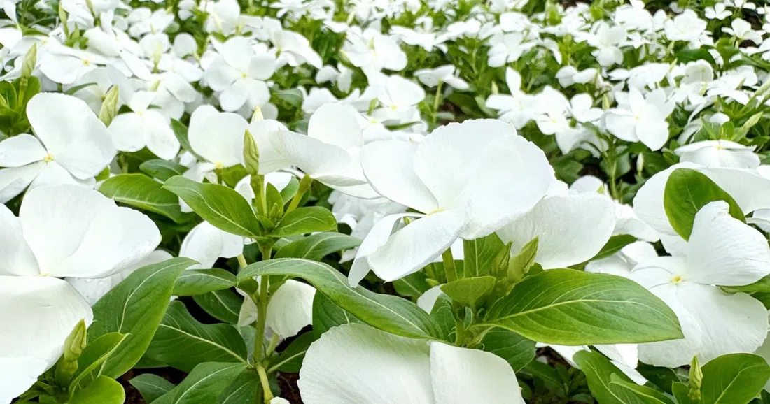 Nagai Botanical Garden, Osaka