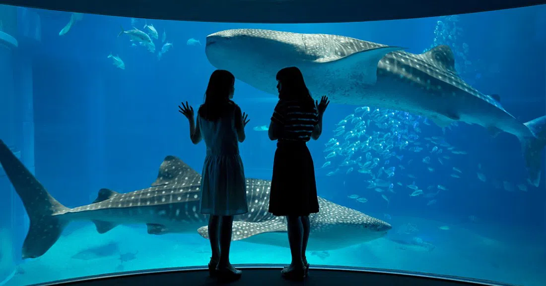 Osaka Aquarium Kaiyukan, Osaka