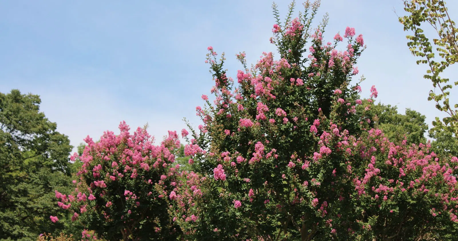 Nagai Botanical Garden, Osaka